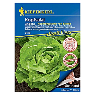 Kiepenkerl Profi-Line Salatsamen Kopfsalat Saatband (Lactuca sativa var. capitata, Erntezeit: Mai)