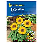 Kiepenkerl Profi-Line Blumensamen Sonnenblume (Big Smile, Helianthus annuus, Blütezeit: Mai) | BAUHAUS