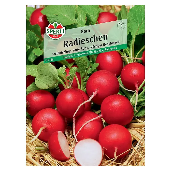 Sperli Gemüsesamen Radieschen Sora - Raphanus sativus, Erntezeit: Juni - Nahaufnahme von Radieschen der Sorte Sora von Sperli, festfleischig, zart und mit würzigem Geschmack.