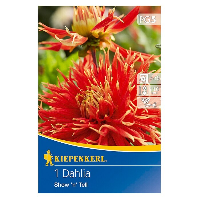 Kiepenkerl Herbstblumenzwiebeln (Dahlia 'Show 'n' Tell', Rot mit gelben Spitzen, 1 Stk.) | BAUHAUS