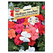 Sperli Blumensamen Fleißiges Lieschen (Impatiens walleriana) | BAUHAUS