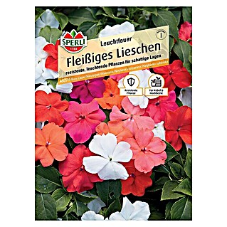 Sperli Blumensamen Fleißiges Lieschen (Impatiens walleriana)