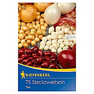 Kiepenkerl Steckzwiebeln Trio (Allium cepa, Erntezeit: Juli)