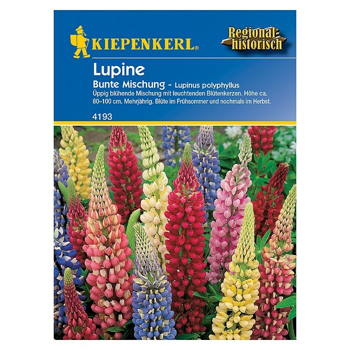 Kiepenkerl Blumensamen Lupine (Lupinus polyphyllus) | BAUHAUS