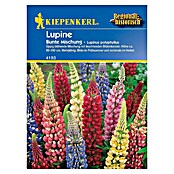 Kiepenkerl Blumensamen Lupine (Lupinus polyphyllus) | BAUHAUS