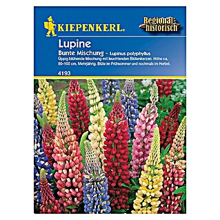 Kiepenkerl Blumensamen Lupine (Lupinus polyphyllus)