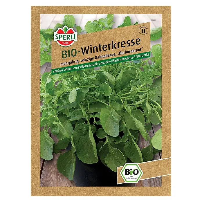 Sperli Saatgut BIO WinterkresseBarbarea vulgaris - Das Bild zeigt eine Samenkapsel BIO-Winterkresse von Sperli, eine mehrjährige, würzige Salatpflanze, ideal für den Winteranbau.
