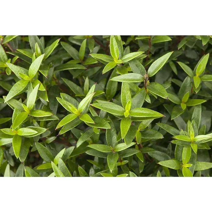 Piardino Brautmyrte Stamm - Myrtus communis, Topfgröße: 15 cm, Weiß - Nahaufnahme eines grünen Strauchs mit kleinen, glänzenden Blättern. Perfekt für den Garten oder als dekoratives Element im Innenbereich.