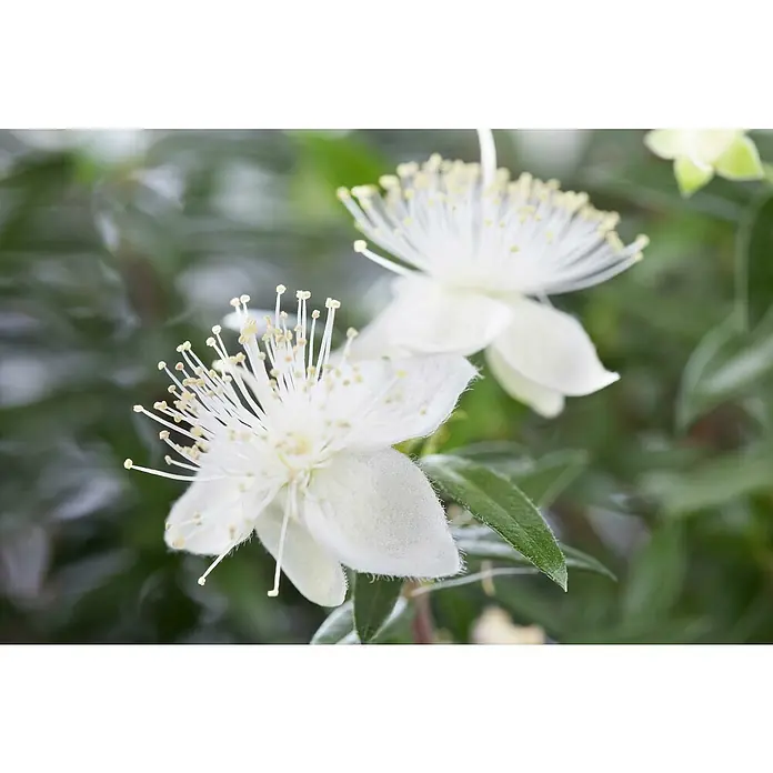 Piardino Brautmyrte Stamm - Myrtus communis, Topfgröße: 15 cm, Weiß - Nahaufnahme von weißen Myrteblüten mit vielen Staubgefäßen und grünen Blättern im Hintergrund, die die feine Textur der Blütenblätter hervorhebt.