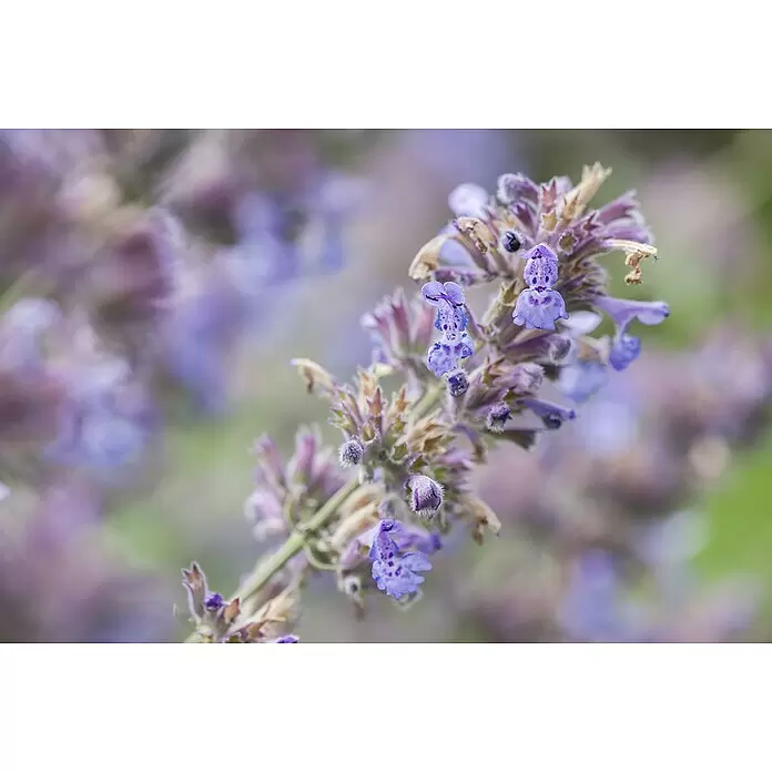 Piardino Katzenminze - Nepeta x faassenii, Topfgröße: 19 cm - Nahaufnahme einer lebhaften lila Blütenähre mit gefleckten Blütenblättern.
