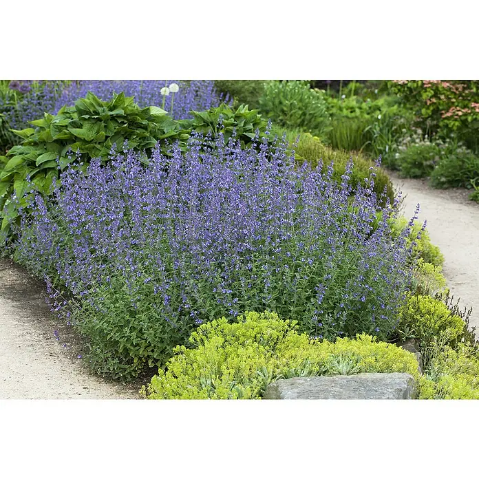 Piardino Katzenminze - Nepeta x faassenii, Topfgröße: 19 cm - Prächtige lilafarbene Blumen verschönern einen Gartenweg, begleitet von sattgrünen Pflanzen und sanftem Sonnenlicht.