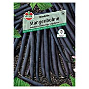 Sperli Gemüsesamen Stangenbohne Blauhilde (Phaseolus vulgaris, Erntezeit: Juli) | BAUHAUS