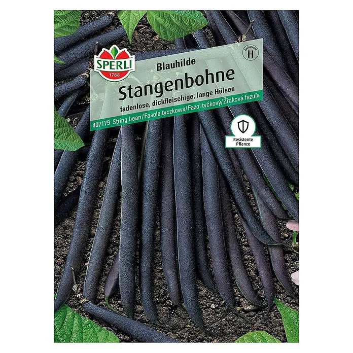 Sperli Gemüsesamen Stangenbohne Blauhilde - Phaseolus vulgaris, Erntezeit: Juli - Samenpackung Stangenbohne 'Blauhilde' von Sperli, violette, fadenlose Hülsen, resistent gegen Bohnenkrankheiten für den Anbau im Garten.
