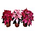 Piardino Flor de Pascua 
