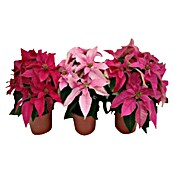 Piardino Flor de Pascua (Euphorbia pulcherima 'Princettia', Tamaño de maceta: 11 cm, Rosa) | BAUHAUS