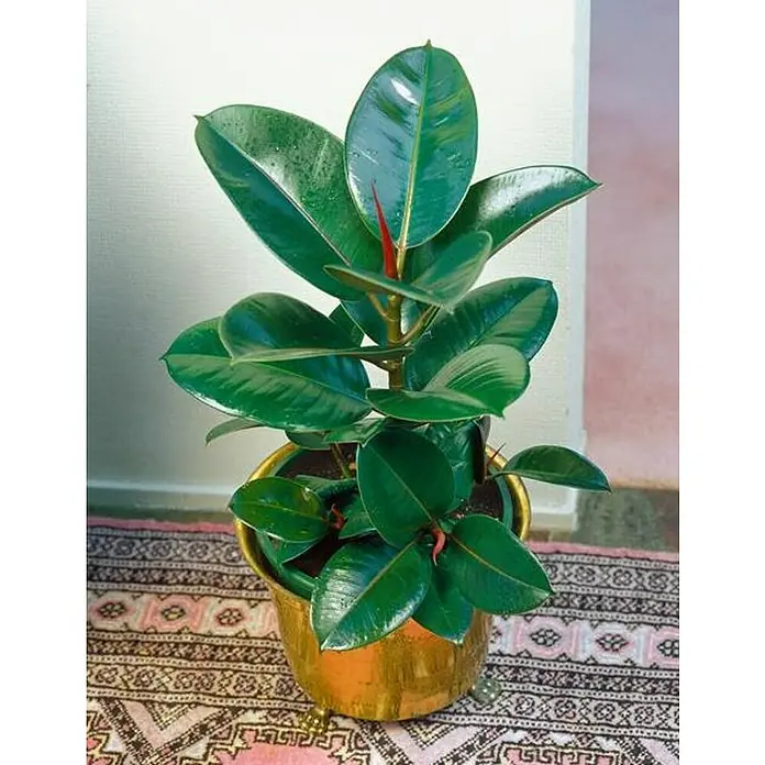 Piardino Ficus Lyrata - Ficus elastica 'Rubra', Tamaño de maceta: 24 cm - Una planta de caucho (Ficus elastica) en una maceta dorada sobre una alfombra estampada. Sus hojas brillantes y la maceta decorativa la hacen llamativa.