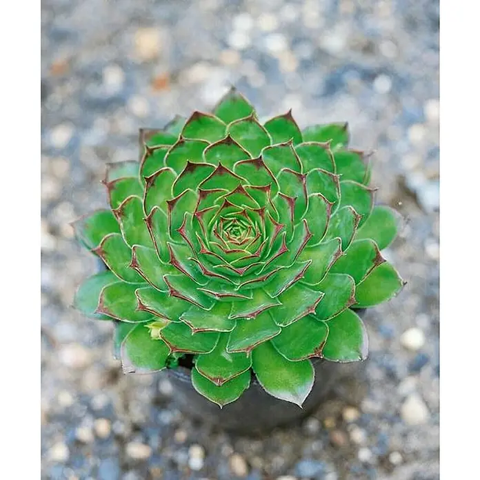 Piardino Consolva - Sempervivum, Tamaño de maceta: 17 cm - Primer plano de una atractiva planta de Sempervivum perenne con hojas en forma de roseta y puntas rojas, en maceta.
