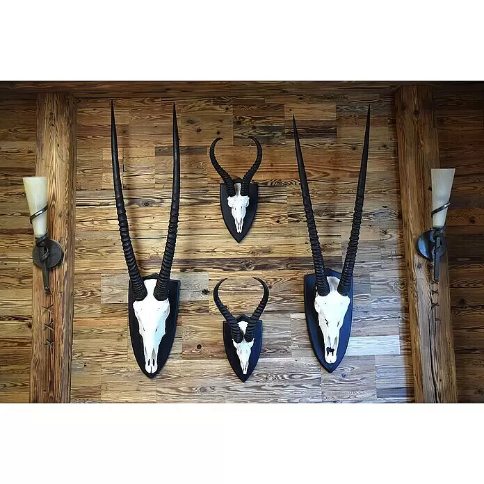 Dekobalken Altholz - Fichte/Tanne, L x S: 250 x 5 cm, Anfallende Breite: 10 cm - 16 cm - Vier Tierschädel mit Hörnern auf dunklen Plaketten montiert, zwei große und zwei kleine, dekorativ an rustikaler Holzwand.
