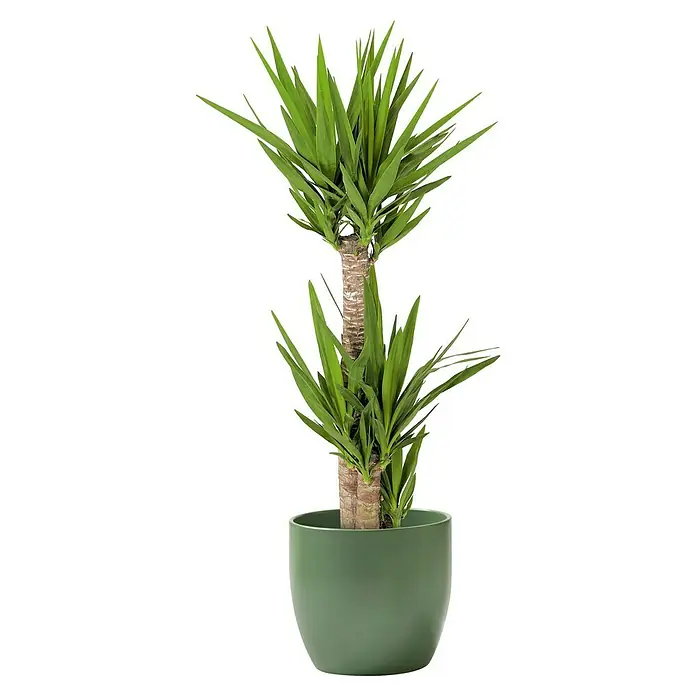 Soendgen Keramik Übertopf rund Basel Fashion - Außenmaß (Ø x H): 27 x 26 cm, Moosgrün, Keramik, Matt - Zimmerpflanze: Elegante Yucca Zimmerpflanze in einem grünen Topf, ideal für die Dekoration von Wohnräumen und Büros.