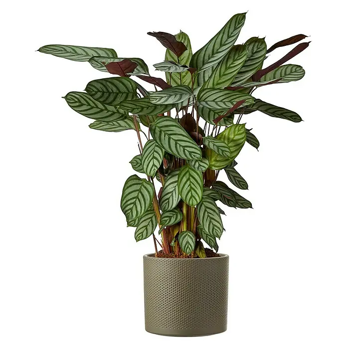 Mica Decorations Übertopf rund Era - Außenmaß (Ø x H): 13,5 x 12,5 cm, Grün, Keramik - Eine Calathea Ornata Zimmerpflanze in einem grauen, strukturierten Topf, die mit ihren gestreiften Blättern ein dekoratives Element darstellt.