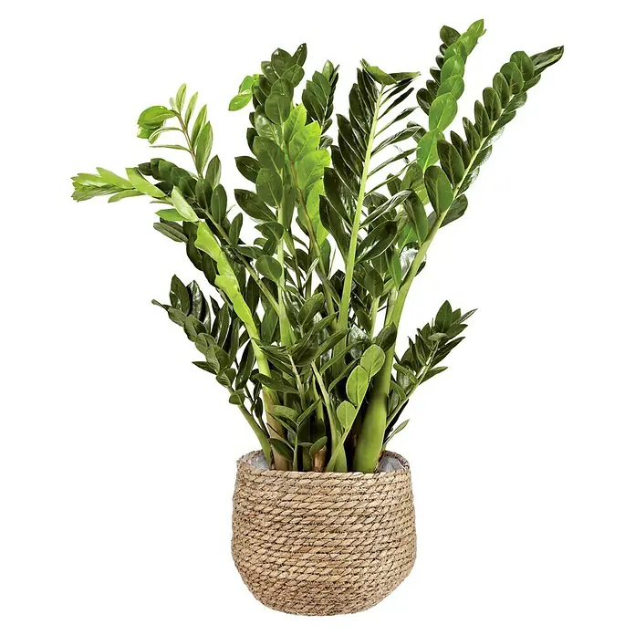Mica Decorations Pflanzkorb Jorck - Außenmaß (Ø x H): 26 x 24 cm, Hellbraun - Elegante Zamioculcas-Zimmerpflanze im natürlichen Korbgefäß, ideal für stilvolle Innenräume.