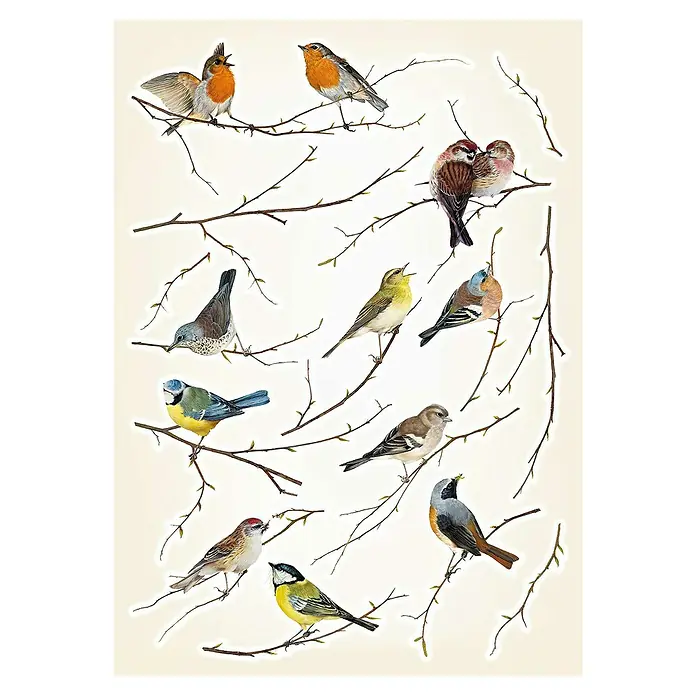 Komar Dekosticker Vogerl - 15 -tlg. - Illustration von 14 verschiedenen Singvögeln auf Ästen, die eine vielfältige Vogelsammlung zeigt.