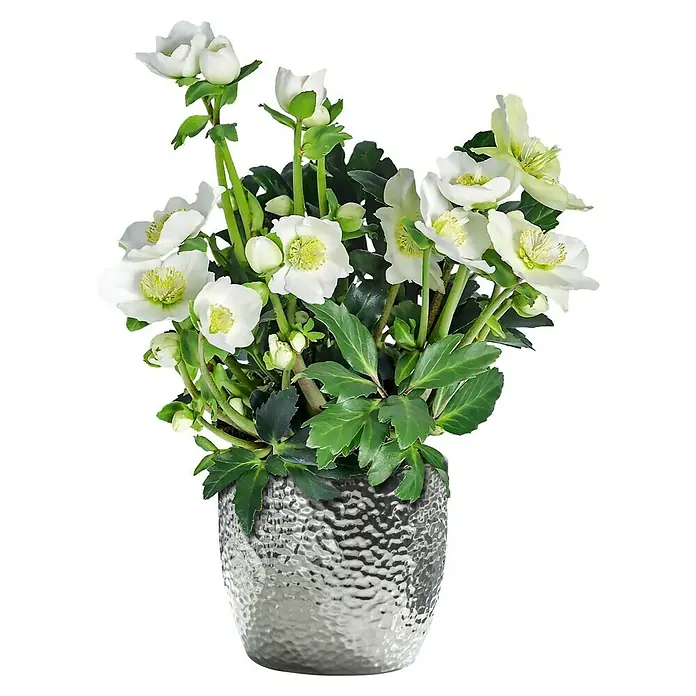 Soendgen Keramik Übertopf rund Boston - Außenmaß (Ø x H): 16 x 15 cm, Silber, Keramik - Die elegante Christrose in Silbertopf ist eine stilvolle Dekoration. Die zarten, weißen Blüten bringen einen Hauch von Eleganz in jeden Raum.
