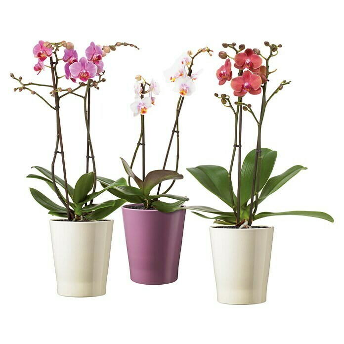 SK Tegla za orhideju Merina (Ø x V: 14 x 15 cm, Vanilla, Sjajno)
