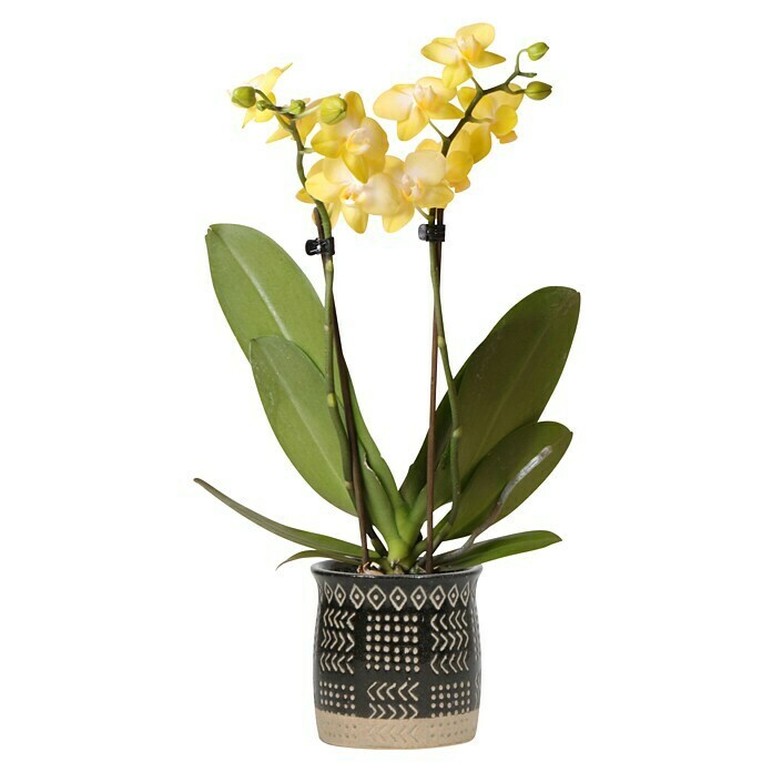 Piardino Schmetterlingsorchidee (Phalaenopsis Hybriden, Topfgröße: 9 cm, Cremegelb, Aufrecht) | BAUHAUS