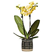 Piardino Schmetterlingsorchidee (Phalaenopsis Hybriden, Topfgröße: 9 cm, Cremegelb, Aufrecht) | BAUHAUS