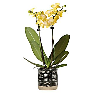 Piardino Schmetterlingsorchidee (Phalaenopsis Hybriden, Topfgröße: 9 cm, Cremegelb, Aufrecht)