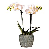 Piardino Schmetterlingsorchidee (Phalaenopsis Midi, Topfgröße: 9 cm, Weiß, Aufrecht) | BAUHAUS