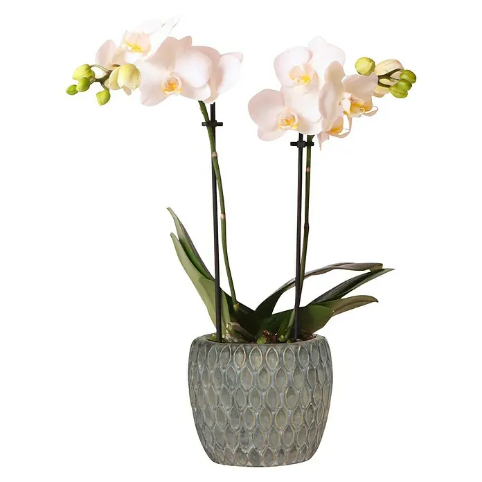 Piardino Schmetterlingsorchidee - Phalaenopsis Midi, Topfgröße: 9 cm, Weiß, Aufrecht - Zwei elegante weiße Orchideen in einem dekorativen Topf. Ideal als Zimmerpflanze oder als stilvolles Geschenk.