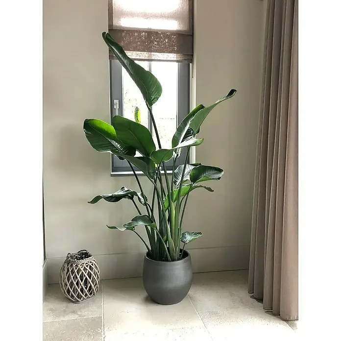 Piardino Baumstrelitzie - Strelitzia nicolai, Topfgre: 17 cm online kaufen  bei BAUHAUS