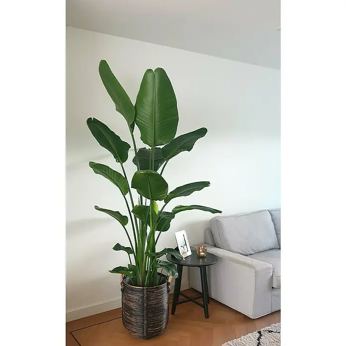 Piardino Árbol Strelitzie - Strelitzia nicolai, Tamaño de maceta: 17 cm - Exuberante planta de interior en una cesta de mimbre junto a una mesa auxiliar con una vela y un marco de fotos, creando un ambiente acogedor.