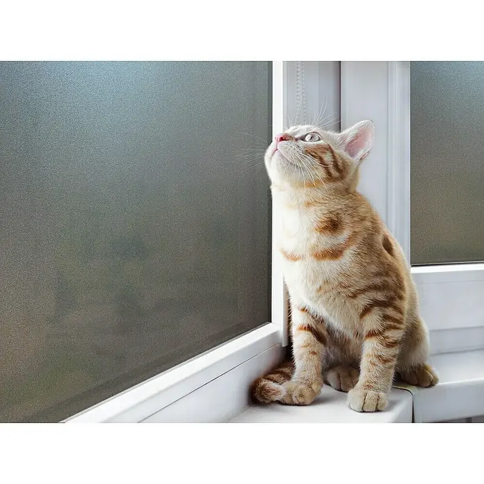 Lámina adhesiva al corte Sun Zarame - Ancho: 92 cm - Un gatito atigrado dorado se sienta junto a una ventana mirando hacia arriba expectante, mostrando su curiosidad y encanto.