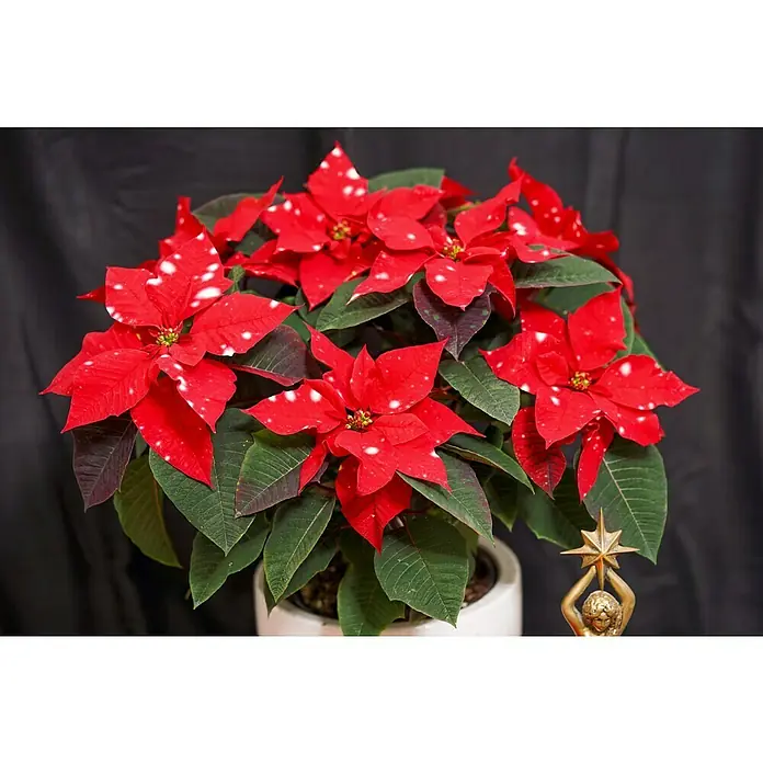 Piardino Weihnachtsstern - Euphorbia pulcherrima 'SkyStar'®, Topfgröße: 13 cm, Rot/Weiß - Festlicher Weihnachtsstern mit roten Blättern und weißen Sprenkeln, ein Blickfang für die Weihnachtszeit.