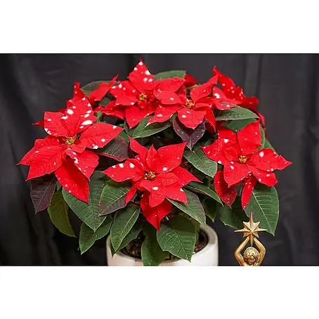Piardino Weihnachtsstern - Euphorbia pulcherrima 'SkyStar', Topfgre: 13  cm, Rot/Wei online kaufen bei BAUHAUS