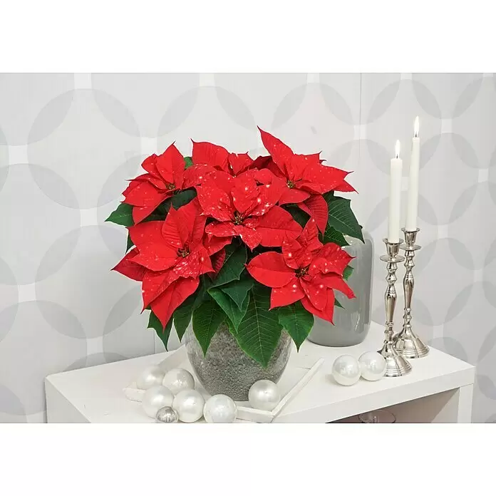Piardino Weihnachtsstern - Euphorbia pulcherrima 'SkyStar'®, Topfgröße: 13 cm, Rot/Weiß - Stimmungsaufnahme