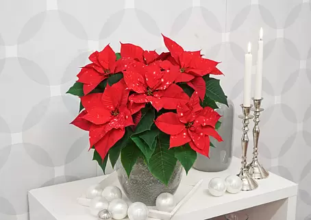 Piardino Weihnachtsstern - Euphorbia pulcherrima 'SkyStar', Topfgre: 13  cm, Rot/Wei online kaufen bei BAUHAUS
