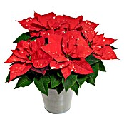 Piardino Weihnachtsstern (Euphorbia pulcherrima 'SkyStar'®, Topfgröße: 13 cm, Rot/Weiß) | BAUHAUS