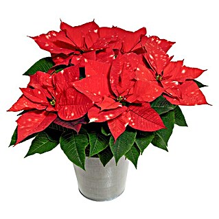 Piardino Weihnachtsstern (Euphorbia pulcherrima 'SkyStar'®, Topfgröße: 13 cm, Rot/Weiß)