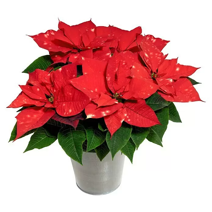 Piardino Weihnachtsstern - Euphorbia pulcherrima 'SkyStar'®, Topfgröße: 13 cm, Rot mit weißen Punkten - Leuchtend rote Weihnachtssternpflanze mit weißen Sprenkeln und grünen Blättern in einem runden silbernen Topf.