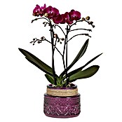 Piardino Schmetterlingsorchidee (Phalaenopsis Hybriden, Topfgröße: 9 cm, Rosaviolett, Aufrecht) | BAUHAUS