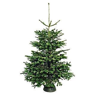 Nordijska jela (Veličina: 175 cm - 225 cm, Božićno drvce)