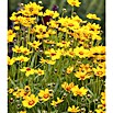 Piardino Coreopsis grande (Coreopsis, Tamaño de maceta: 13 cm, Amarillo) | BAUHAUS