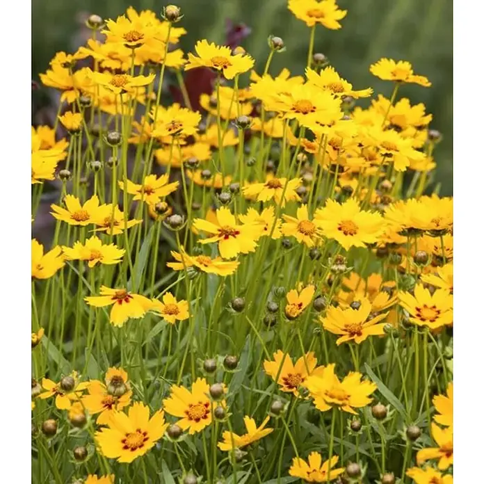 Piardino Coreopsis grande - Coreopsis, Tamaño de maceta: 13 cm, Amarillo - Primer plano de numerosas flores de Coreopsis con pétalos amarillos vibrantes y centros rojos, que florecen abundantemente en un entorno natural.