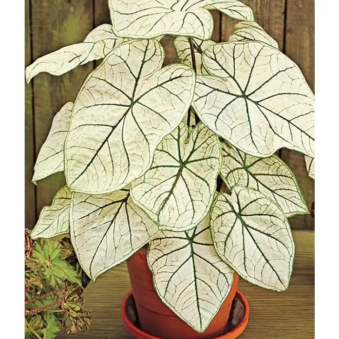 Piardino Caladio - Caladium, Tamaño de maceta: 10 cm - Primer plano de una planta de Caladium en una maceta de terracota, una planta de interior decorativa conocida por su elegante follaje.