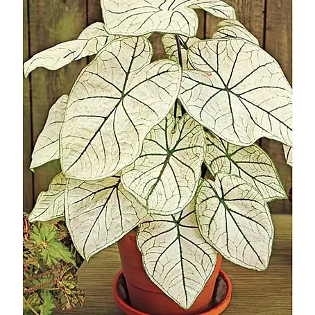 Piardino  Caladio