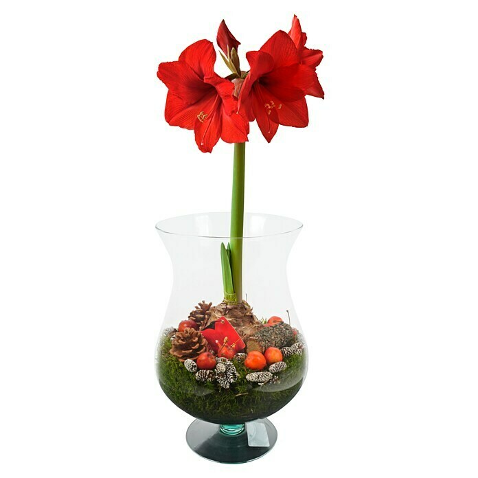 Piardino Pflanzenarrangement Amaryllis im JumboglasHippeastrum Front View